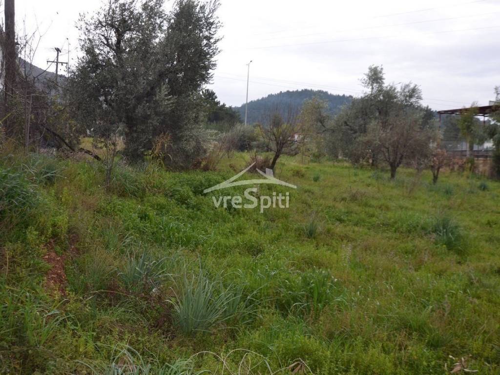 ΑΠΟΨΗ ΟΙΚΟΠΕΔΟΥ