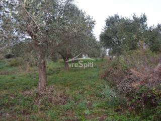 ΑΠΟΨΗ ΟΙΚΟΠΕΔΟΥ