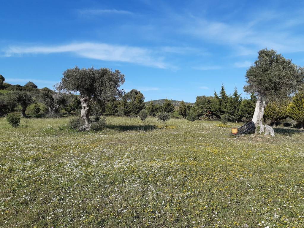 ΤΜΗΜΑ ΟΙΚΟΠΕΔΟΥ ΜΕ ΤΑ ΔΕΝΔΡΑ