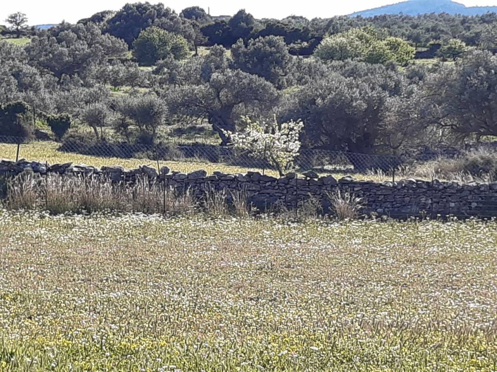 ΒΟΡΕΙΟ ΤΜΗΜΑ ΟΙΚΟΠΕΔΟΥ