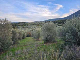 20-acre olive grove