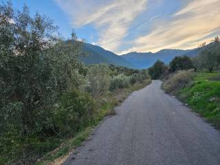 20-acre olive grove