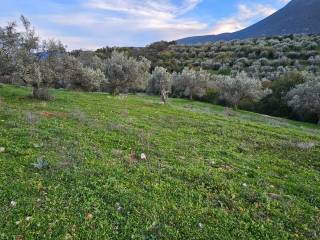 20-acre olive grove