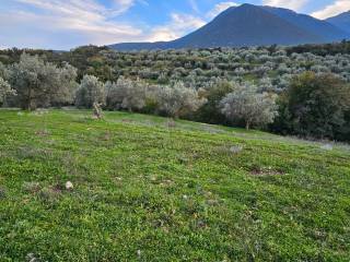 20-acre olive grove