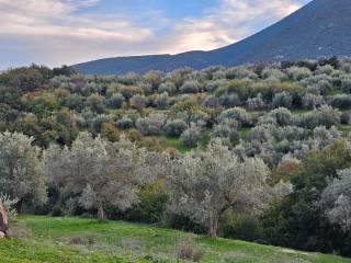 20-acre olive grove