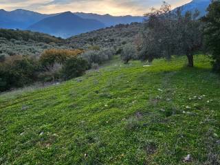 20-acre olive grove