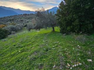 20-acre olive grove