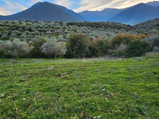 20-acre olive grove