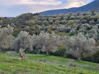 20-acre olive grove