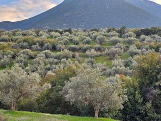 20-acre olive grove