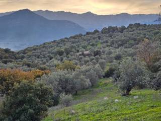 20-acre olive grove