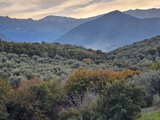 20-acre olive grove