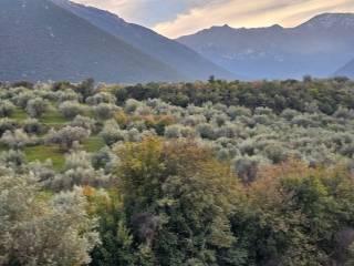 20-acre olive grove