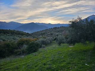 20-acre olive grove