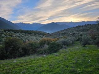 20-acre olive grove