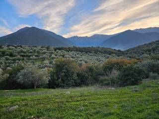 20-acre olive grove