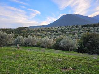 20-acre olive grove