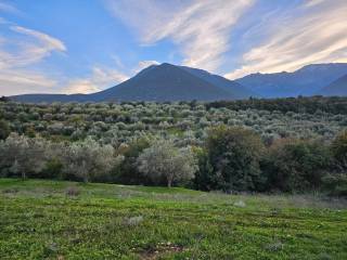 20-acre olive grove