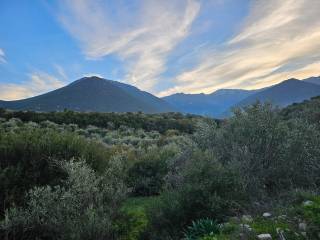 20-acre olive grove