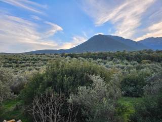 20-acre olive grove