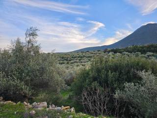 20-acre olive grove