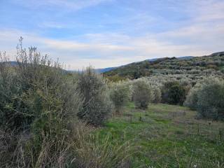 20-acre olive grove