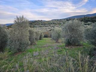 20-acre olive grove