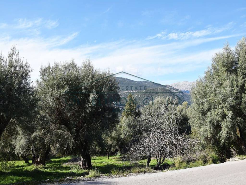 Ο περιποιημένος ελαιώνας