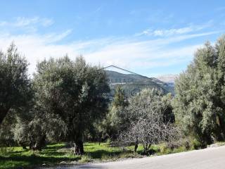 Ο περιποιημένος ελαιώνας