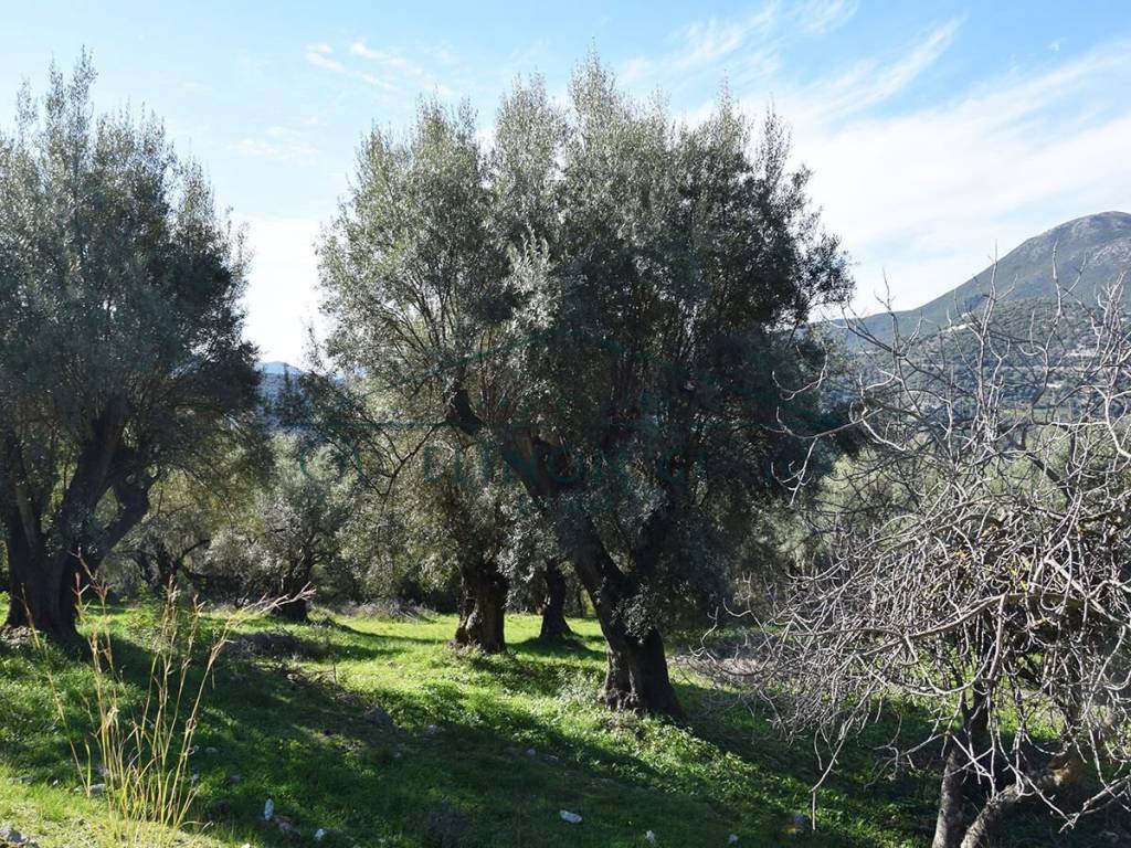 Ο περιποιημένος ελαιώνας