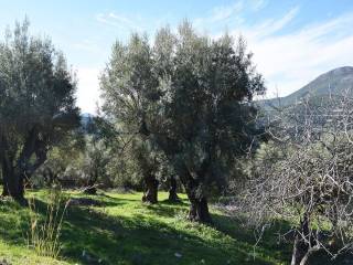 Ο περιποιημένος ελαιώνας