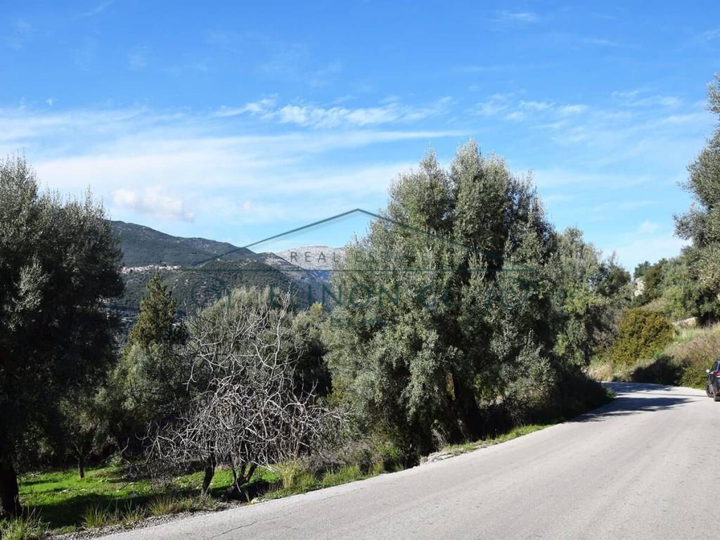 Ο περιποιημένος ελαιώνας