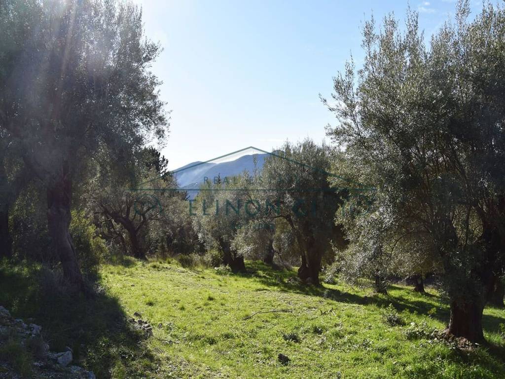 Ο περιποιημένος ελαιώνας