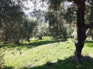 Ο περιποιημένος ελαιώνας