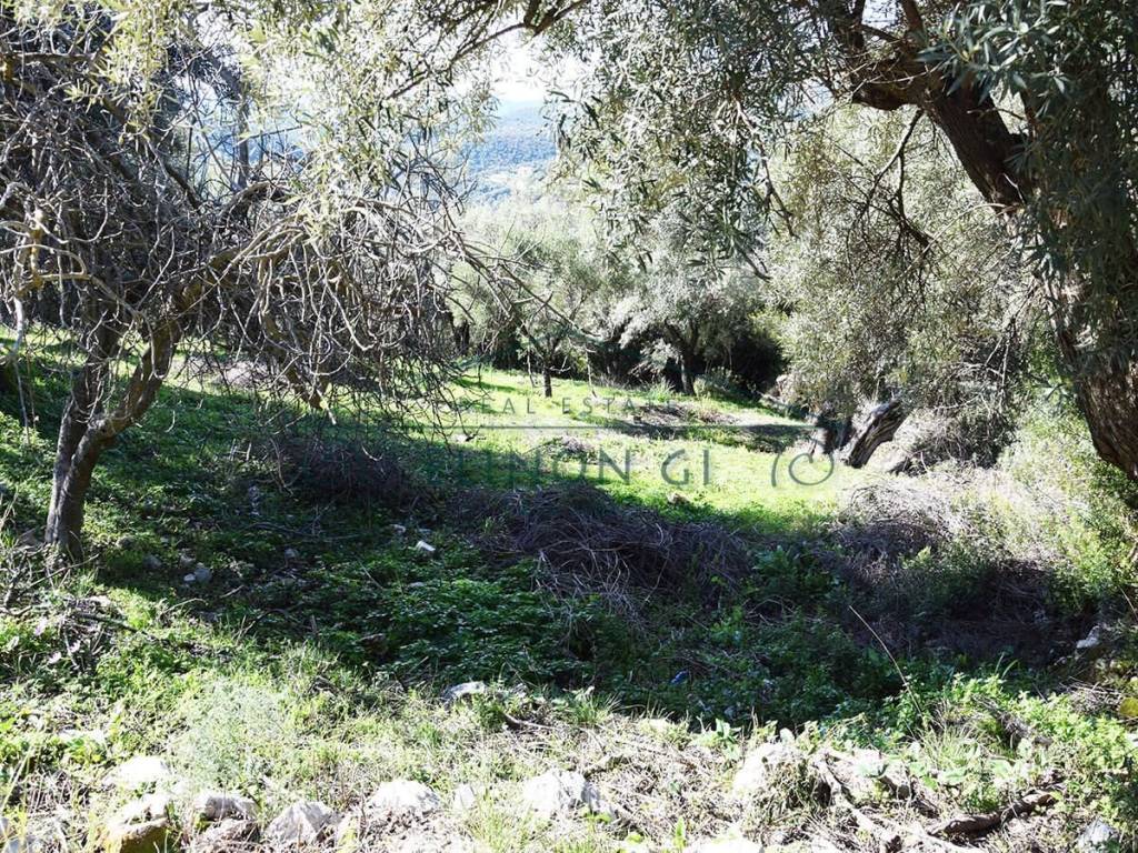 Ο περιποιημένος ελαιώνας