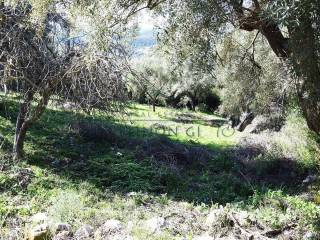 Ο περιποιημένος ελαιώνας