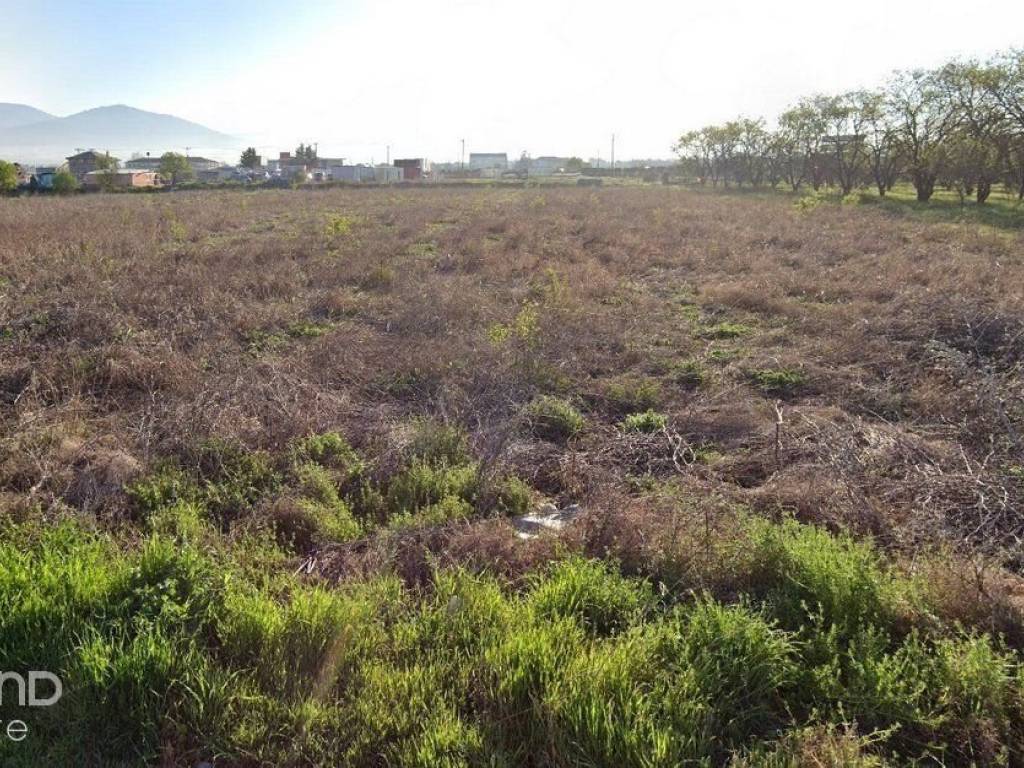 Forumland Real Estate, Αγροτεμάχιο