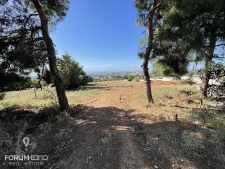 Forumland Real Estate, αγροτεμάχιο