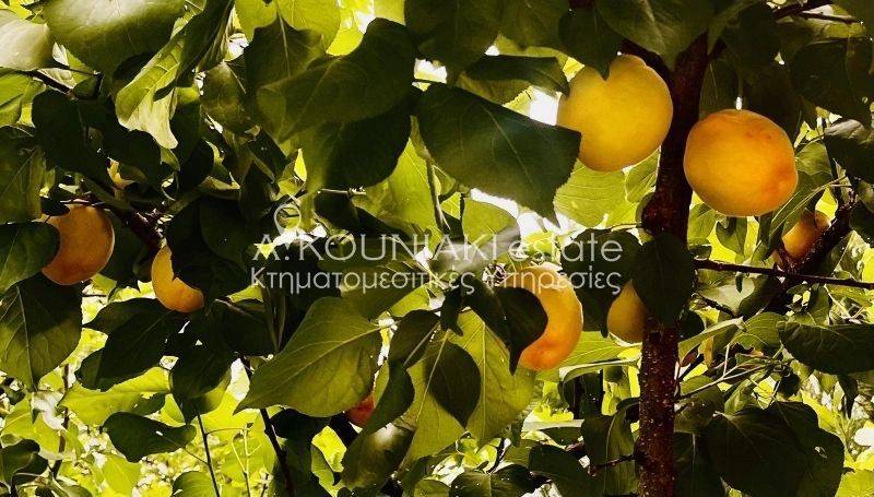 Ύπαρξη ανθρώπου