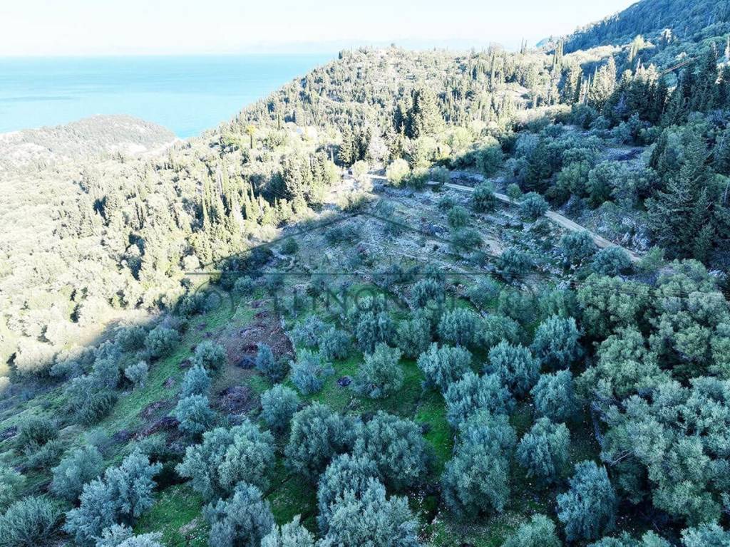 O megalos peripoiemenos elaionas