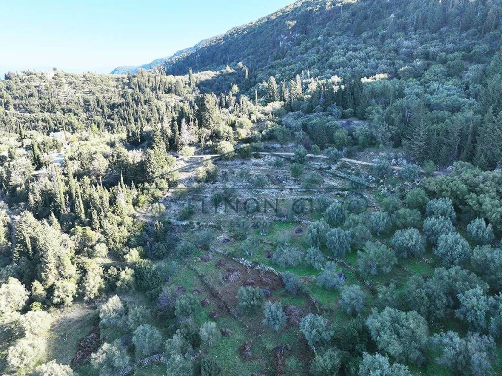 O megalos peripoiemenos elaionas