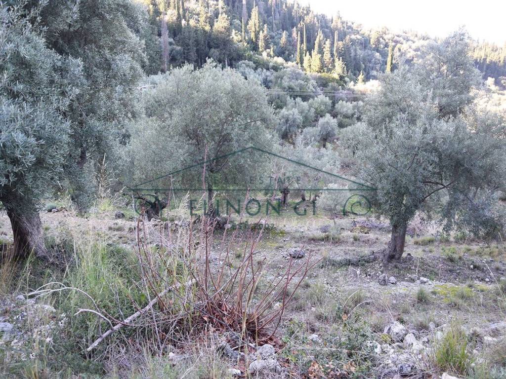 O megalos peripoiemenos elaionas