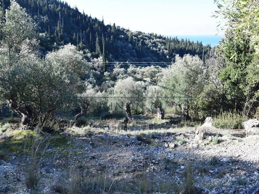 O megalos peripoiemenos elaionas
