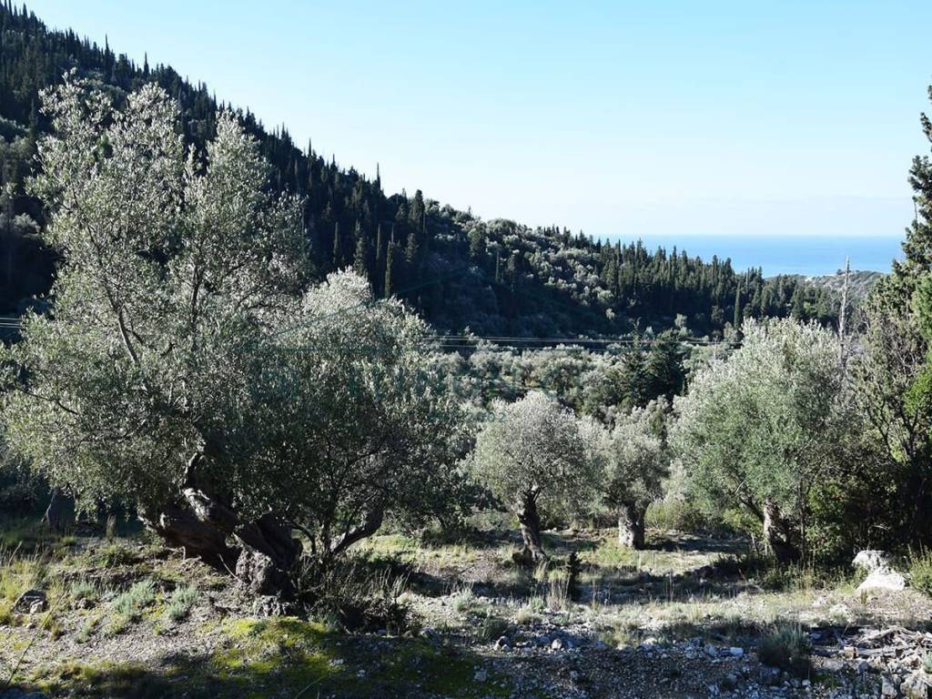 O megalos peripoiemenos elaionas