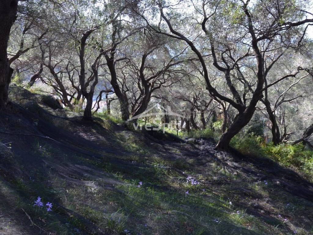 ΑΠΟΨΗ ΟΙΚΟΠΕΔΟΥ