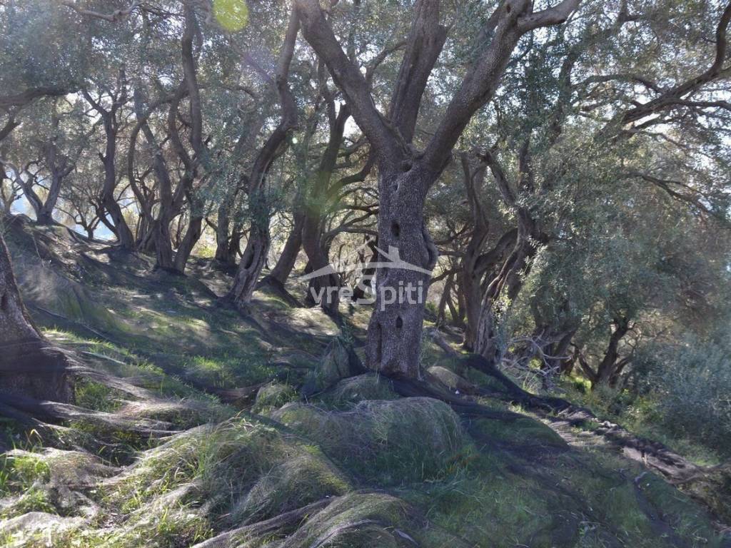 ΑΠΟΨΗ ΟΙΚΟΠΕΔΟΥ