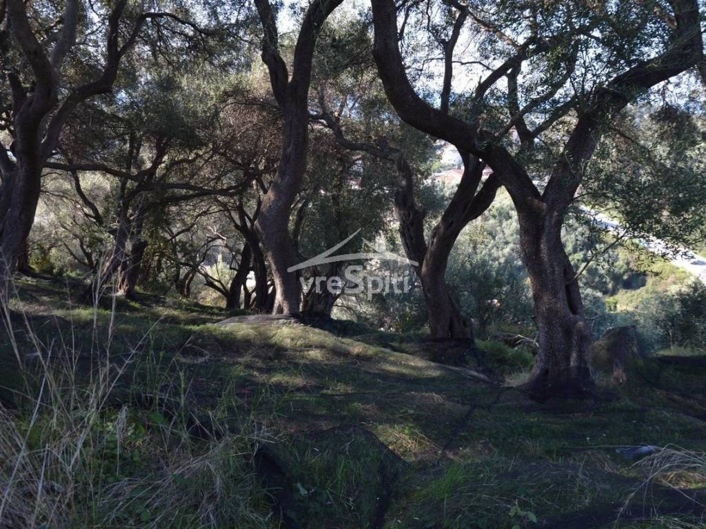 ΑΠΟΨΗ ΟΙΚΟΠΕΔΟΥ