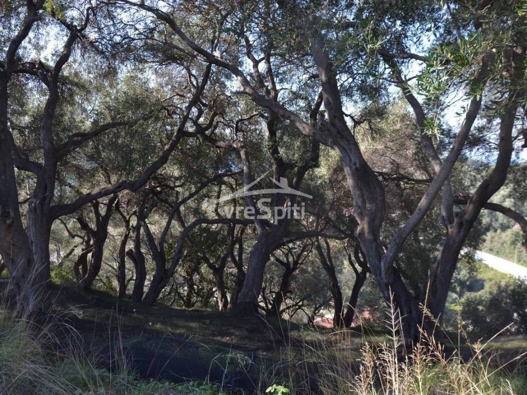 ΑΠΟΨΗ ΟΙΚΟΠΕΔΟΥ