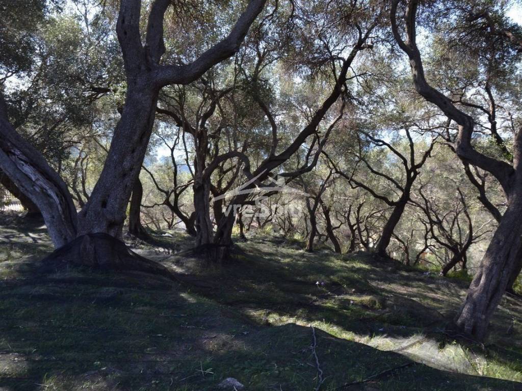 ΑΠΟΨΗ ΟΙΚΟΠΕΔΟΥ