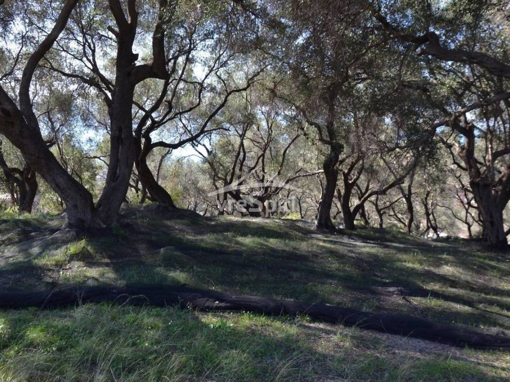 ΑΠΟΨΗ ΟΙΚΟΠΕΔΟΥ